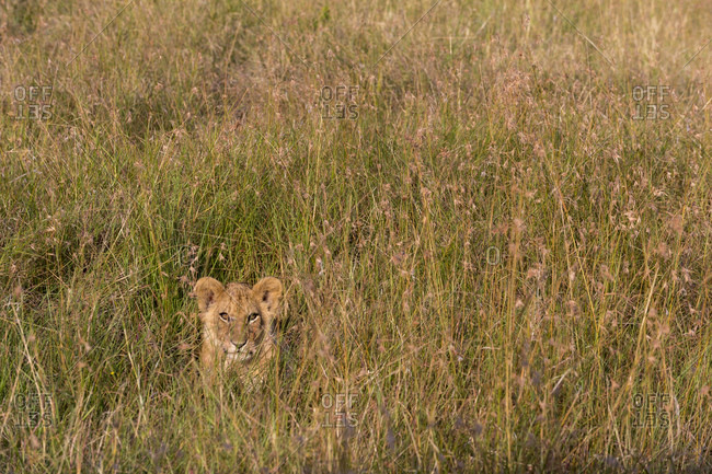 Lion cub (Panthera leo) waiting for its mother and hiding in tall grass, Masai Mara National Reserve, Kenya
