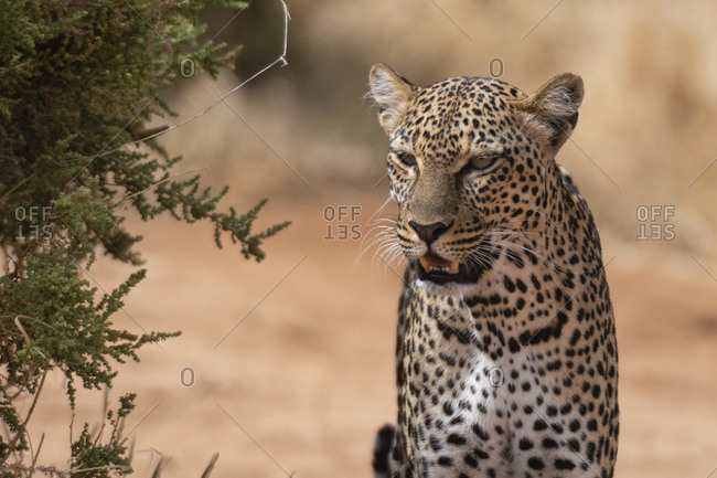 Portrait of leopard (Panthera pardus), Samburu National Reserve, Kenya