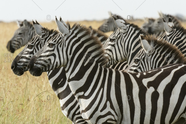 Plains zebras (Equus quagga), Masai Mara National Reserve, Kenya