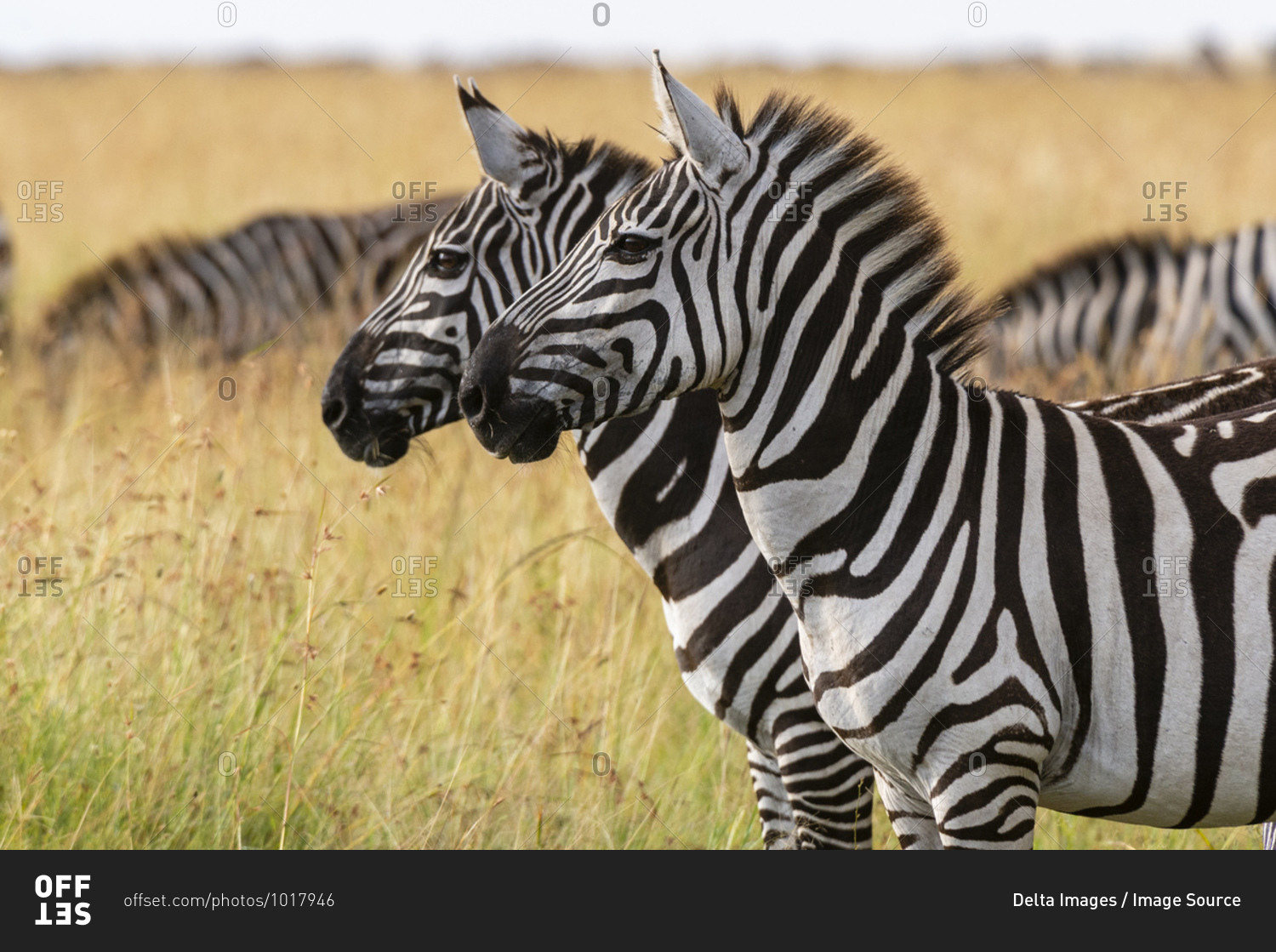 Plains zebras (Equus quagga), Masai Mara National Reserve, Kenya