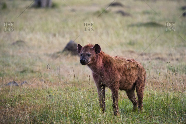 Spotted hyena (Crocuta crocuta), Masai Mara National Reserve, Kenya