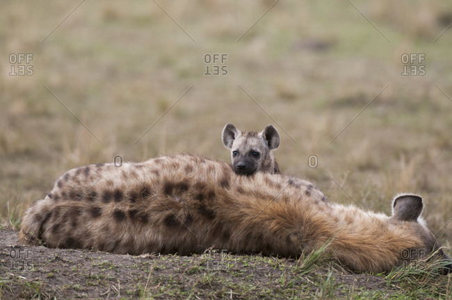 Spotted hyena (Crocuta crocuta) and cub, Masai Mara National Reserve, Kenya