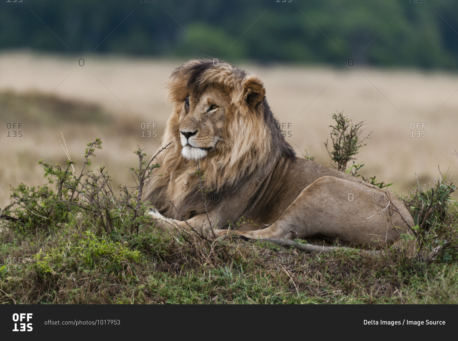 Lion (Panthera leo), Masai Mara National Reserve, Kenya