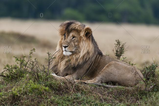 Lion (Panthera leo), Masai Mara National Reserve, Kenya