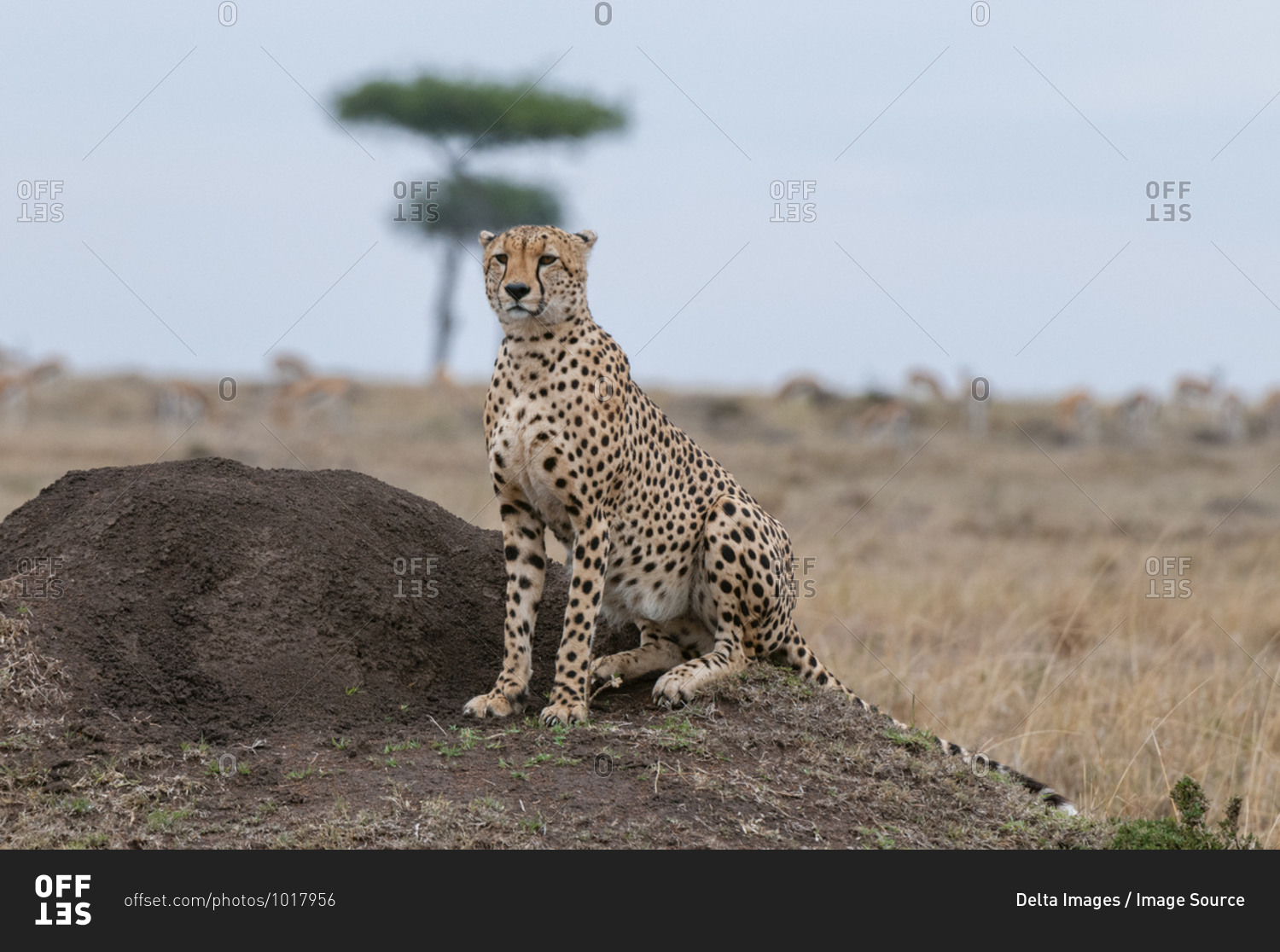 Cheetah (Acinonyx jubatus), Masai Mara National Reserve, Kenya