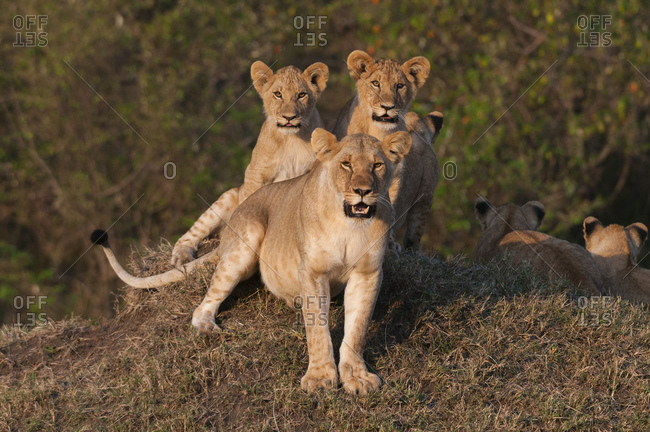 Lioness (Panthera leo) with cubs, Masai Mara National Reserve, Kenya