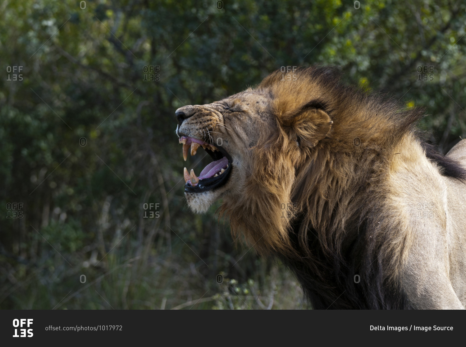 Lion (Panthera Leo) snarling, Kariega Game Reserve, South Africa