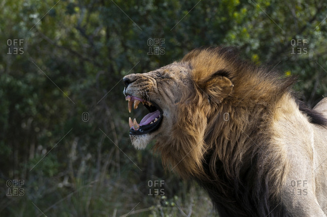 Lion (Panthera Leo) snarling, Kariega Game Reserve, South Africa