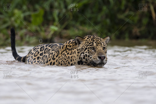 Jaguar (Panthera onca) walking into water, Pantanal, Mato Grosso, Brazil