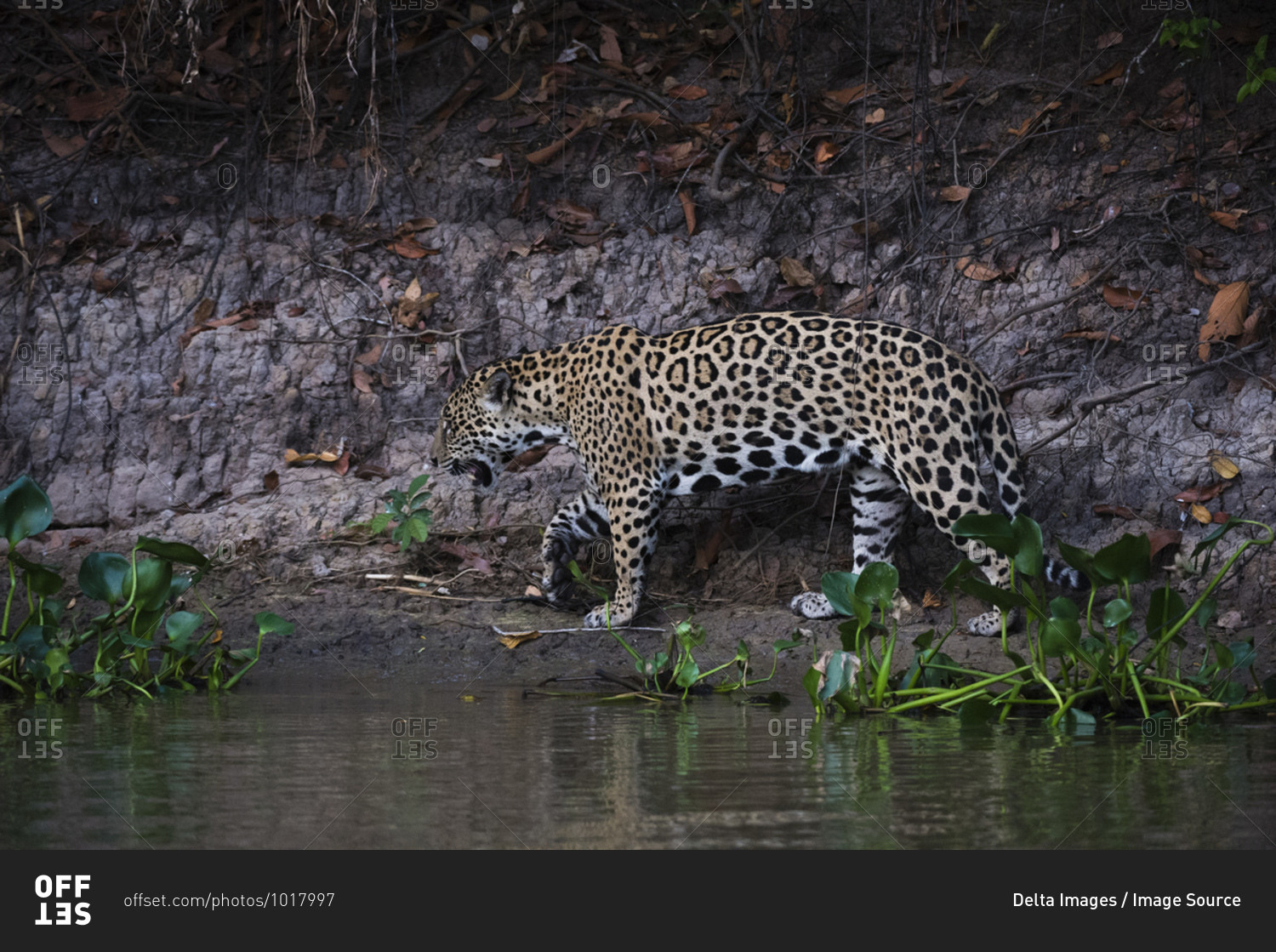 Jaguar (Panthera onca) walking on river bank, Pantanal, Mato Grosso, Brazil