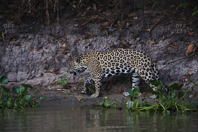 Jaguar (Panthera onca) walking on river bank, Pantanal, Mato Grosso, Brazil