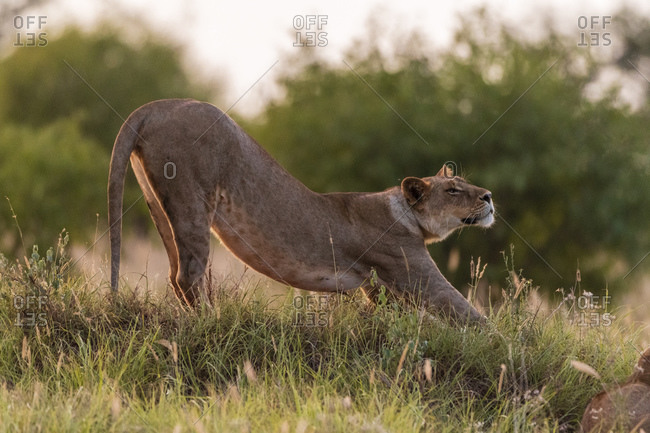 Lioness, Panthera leo, stretching, Voi, Tsavo, Kenya