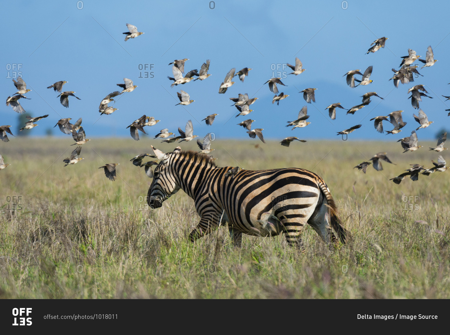 Flock of barn swallows, Hirundo rustica, flying over plain zebra, Equus quagga, Voi, Tsavo, Kenya
