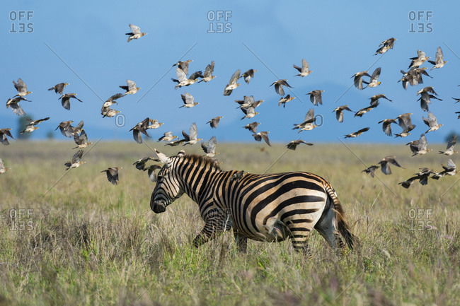 Flock of barn swallows, Hirundo rustica, flying over plain zebra, Equus quagga, Voi, Tsavo, Kenya