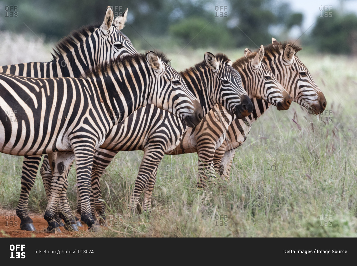 Herd of plains zebras, Equus quagga, Voi, Tsavo, Kenya