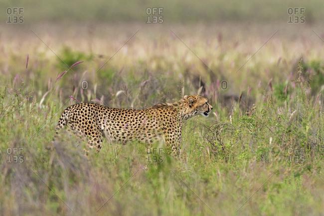 Cheetah, Acynonix Jubatus walking in tall savannah grass Voi, Tsavo, Kenya