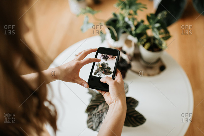Woman taking photo of house plants with mobile phone