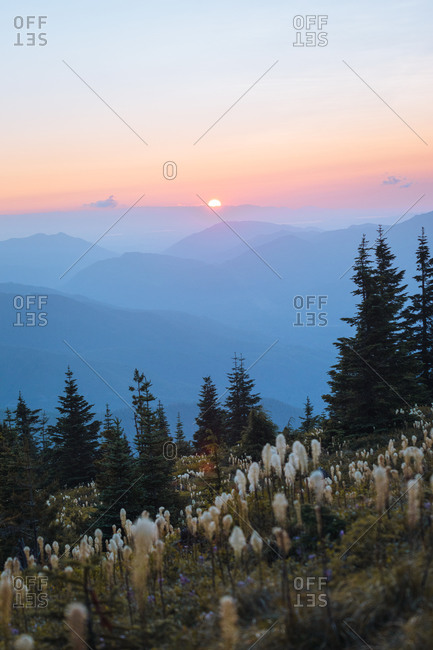 Spring sunset, Kelly Butte Lookout Tower with bear grass, Mt Rainier National Park, Washington, USA