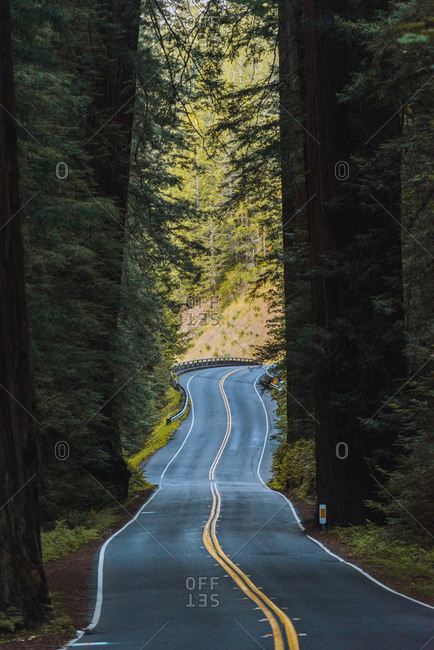 Windy road through Redwood forest, California, USA