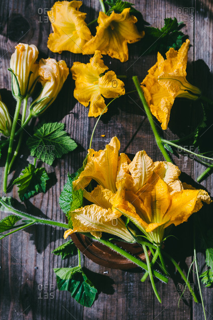 Fresh yellow zucchini blossom flowers on rustic wooden surface