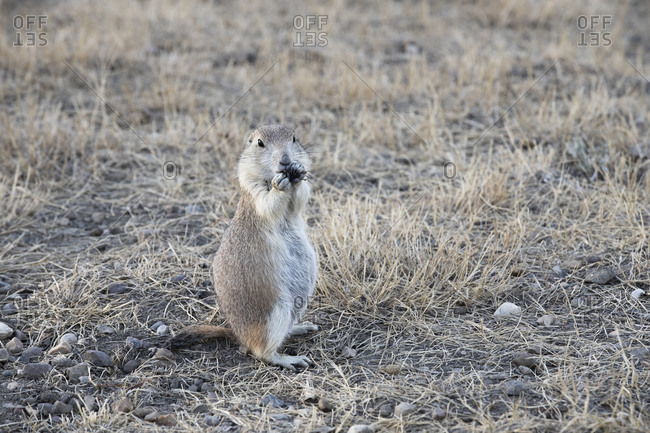 do wolves eat prairie dogs