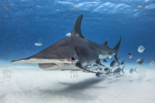 Great hammerhead shark in shoal of fish, Alice Town, Bimini, Bahamas