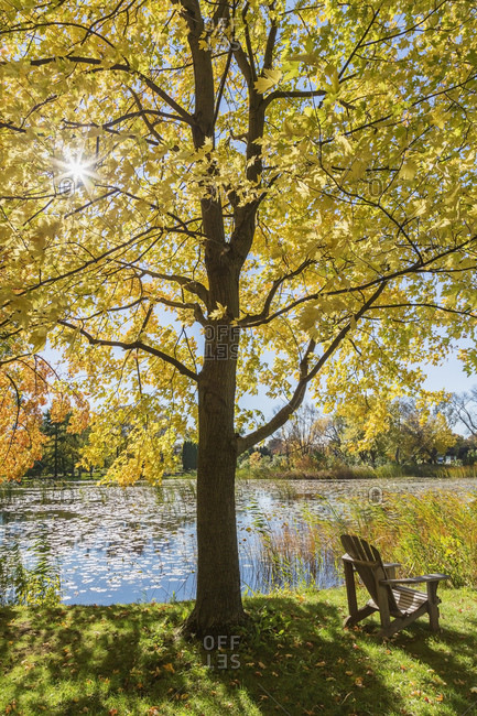 Wooden Adirondack chair on lawn beneath Maple tree, Montreal Botanical Garden, Quebec, Canada