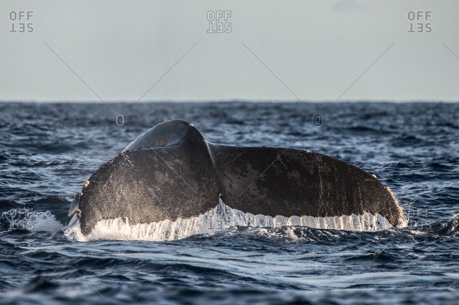 Humpback whale flukes before deep dive