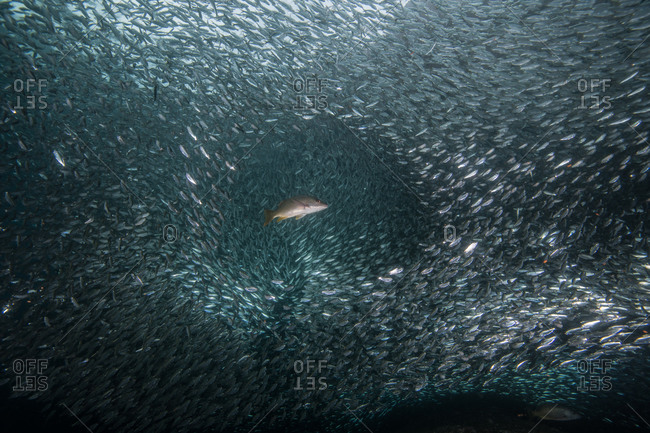 Shoals of sardine being hunted by red snappers
