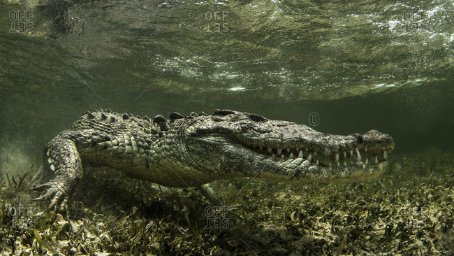 American Saltwater Crocodile on the atoll of Chinchorro Banks, low angle view, Xcalak, Quintana Roo, Mexico