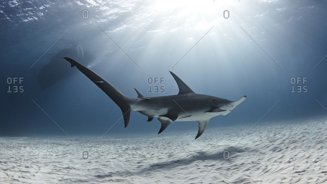 Underwater view of great hammerhead shark swimming over seabed, Alice Town, Bimini, Bahamas