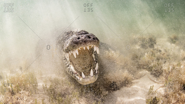 American Saltwater Crocodile above sandy seabed on the atoll of Chinchorro Banks, low angle view, Xcalak, Quintana Roo, Mexico