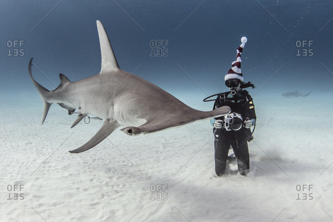 Underwater view of great hammerhead shark and female scuba diver with camera on seabed, Alice Town, Bimini, Bahamas