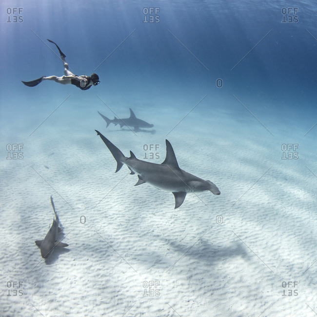 Underwater view of great hammerhead sharks and female scuba diver swimming over seabed, Alice Town, Bimini, Bahamas