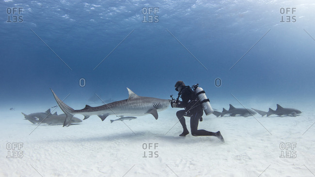 Underwater view of male scuba diver with tiger shark and nurse sharks over seabed, Alice Town, Bimini, Bahamas