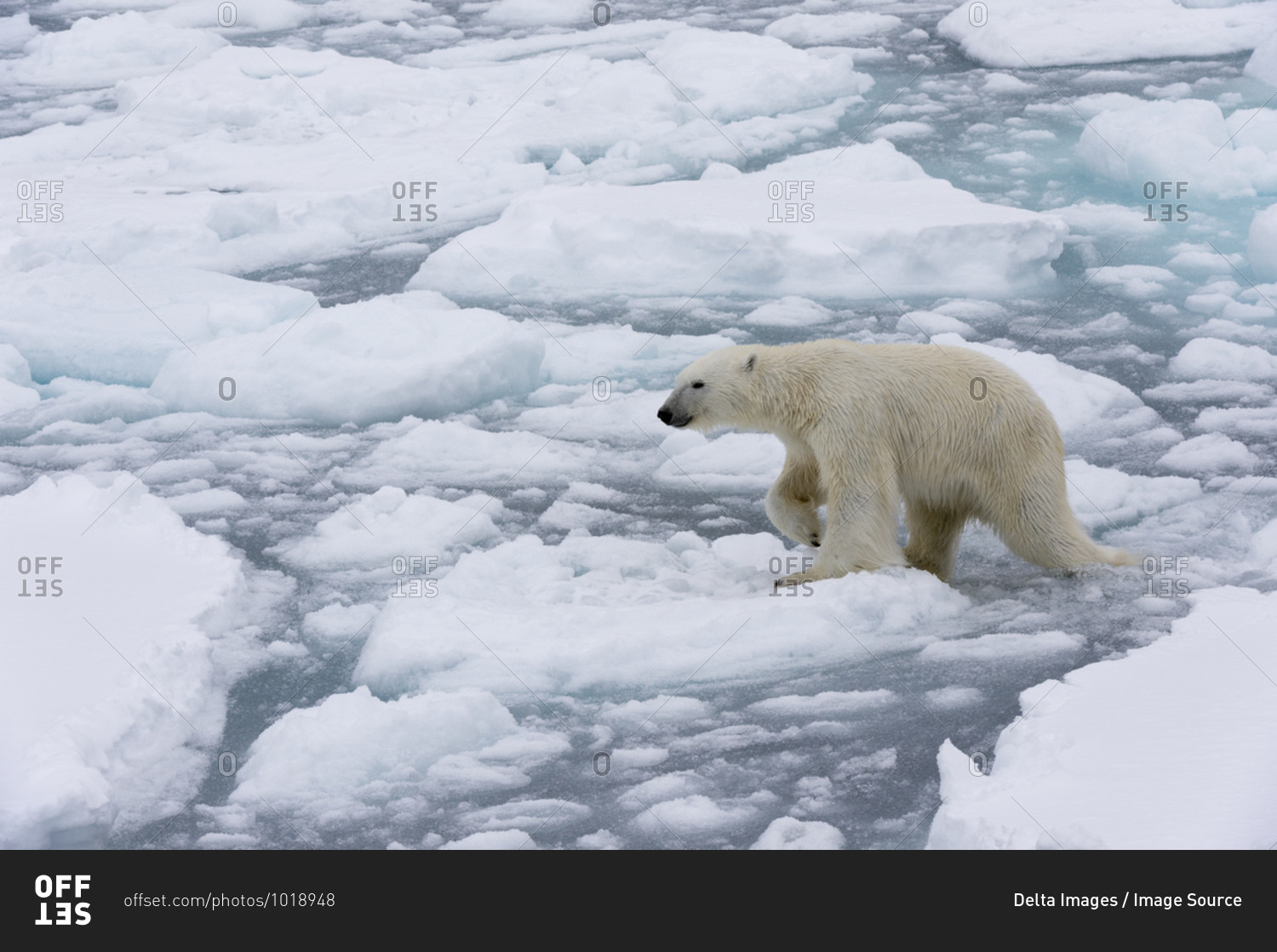 Polar bear (Ursus maritimus), Polar Ice Cap, 81north of Spitsbergen, Norway