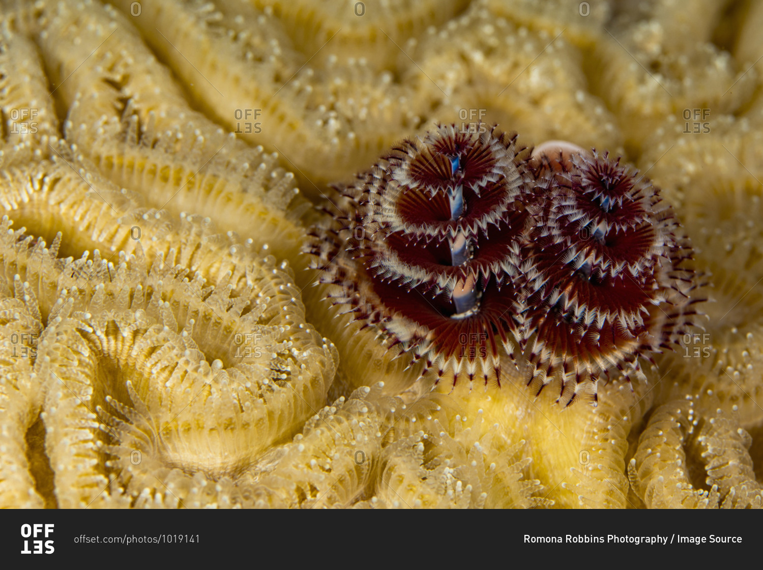 Underwater view of pair of christmas tree worms (spirobranchus giganteous),  close up, Eleuthera, Bahamas