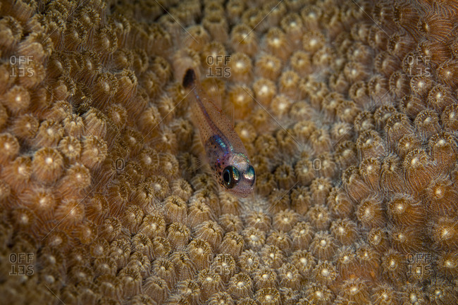Underwater view of small fish camouflaged in protective coral, Eleuthera, Bahamas
