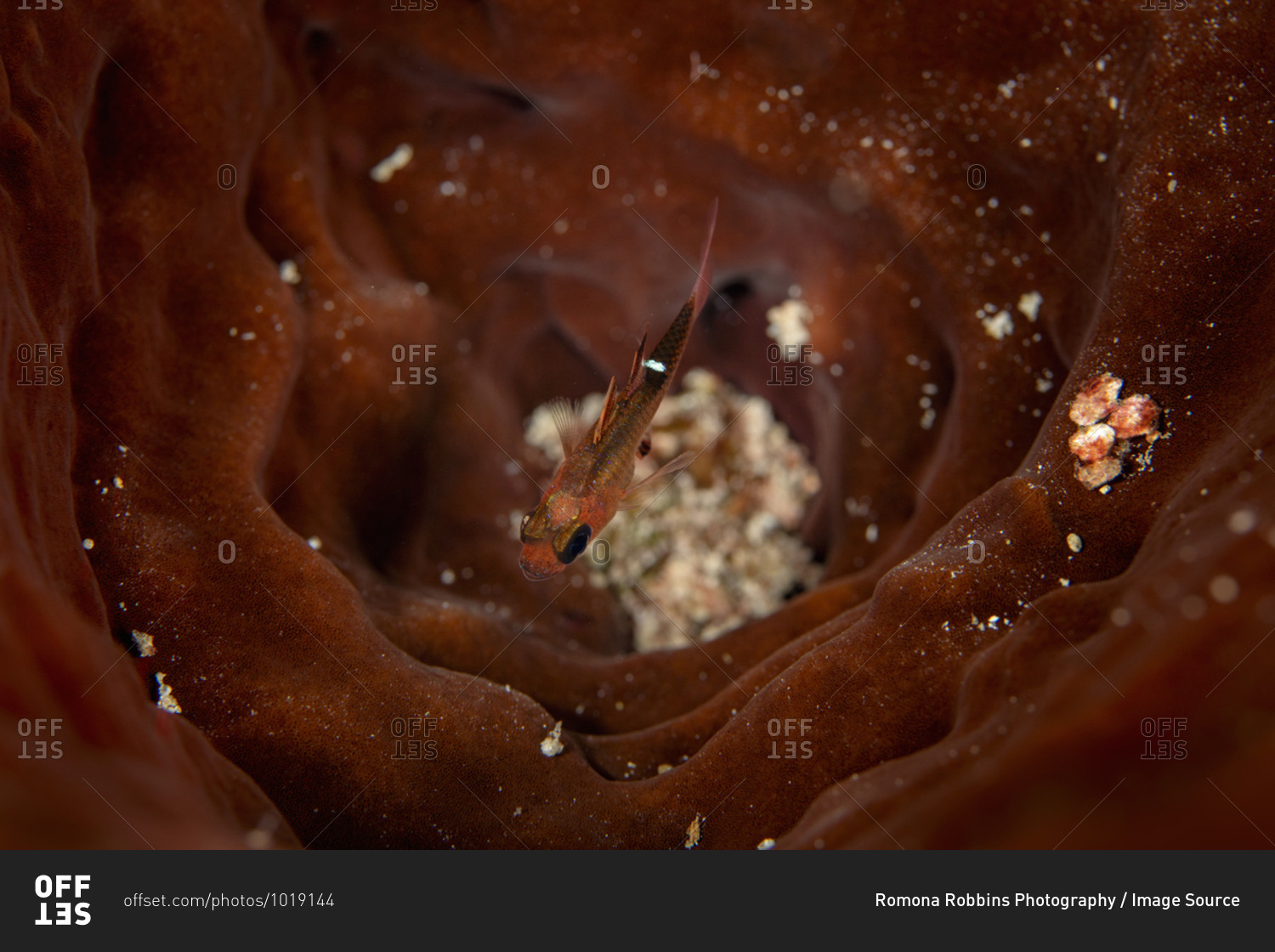 Underwater view of a small cardinal fish camouflaged in protective coral, Eleuthera, Bahamas