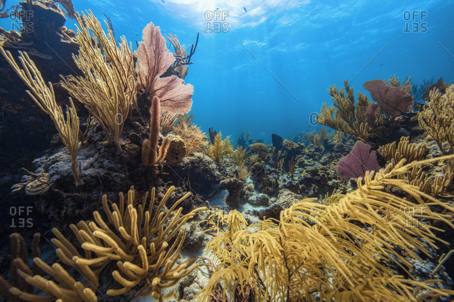 Scenic underwater view of soft coral on seabed, Eleuthera, Bahamas