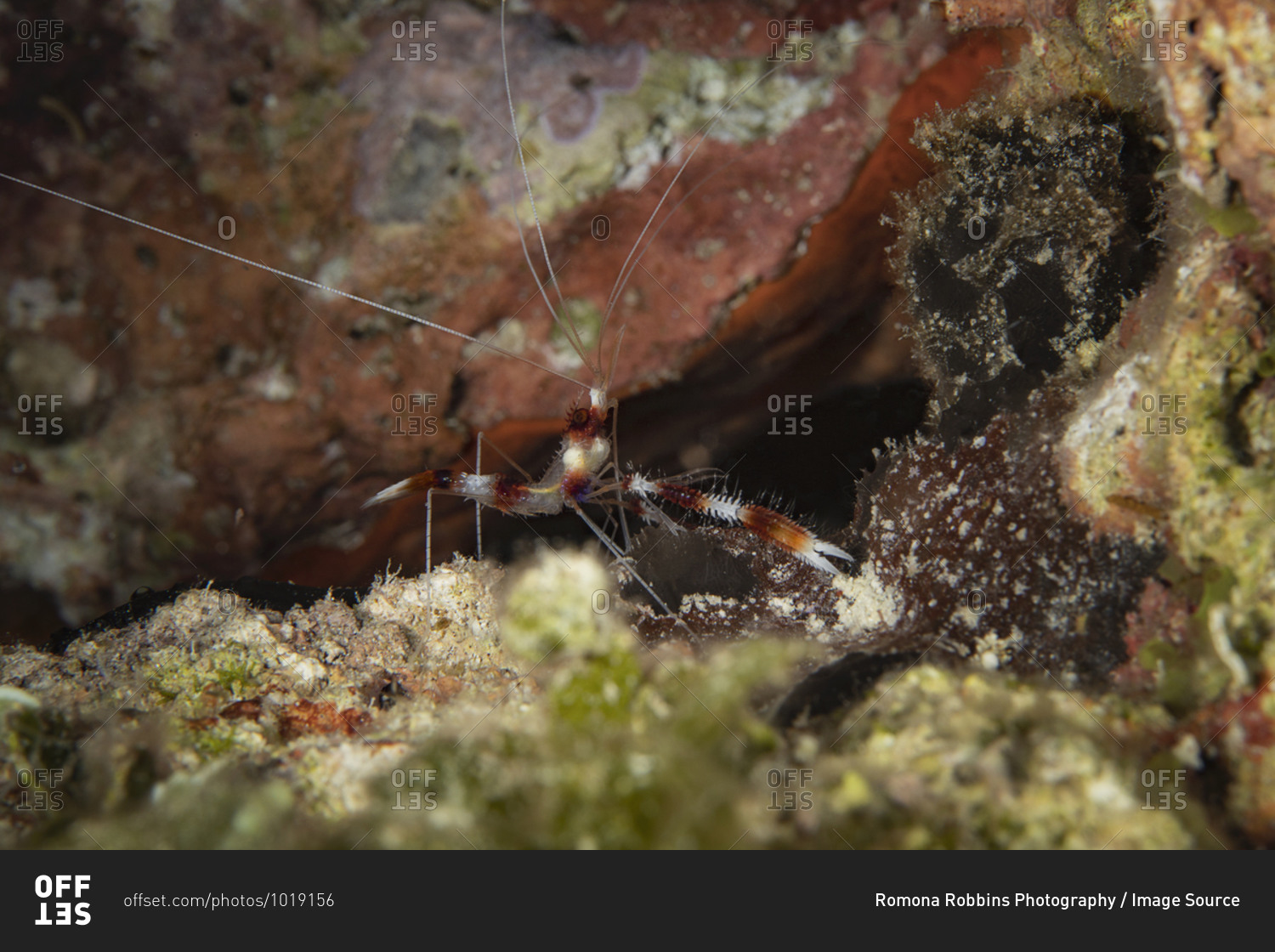 Underwater view of a banded-coral shrimp on the hunt, close up, Eleuthera, Bahamas