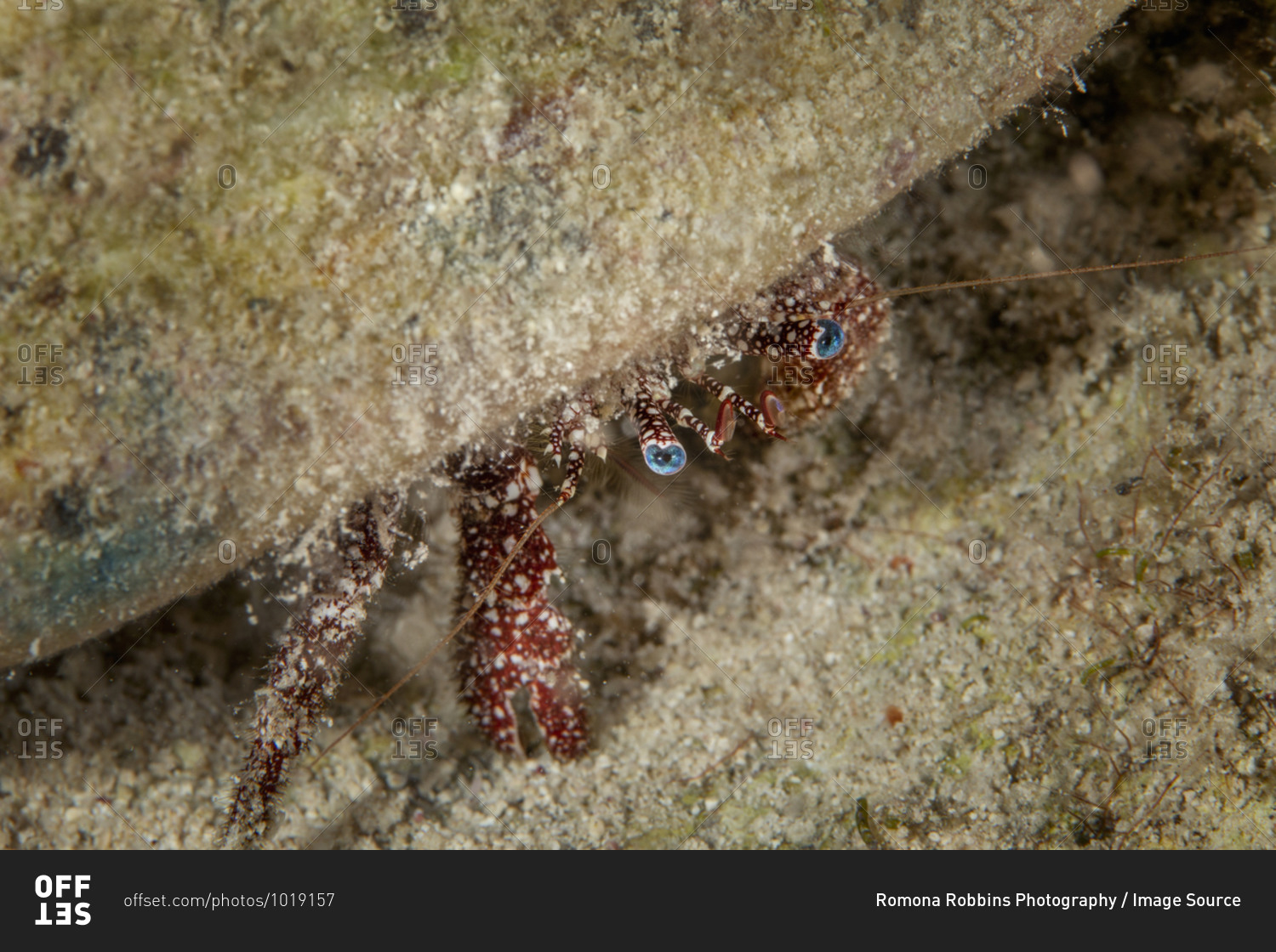 Underwater view of a large hermit crab with blue eyes, close\
up, Eleuthera, Bahamas stock photo - OFFSET