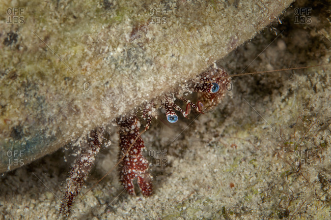 Underwater view of a large hermit crab with blue eyes, close up, Eleuthera, Bahamas
