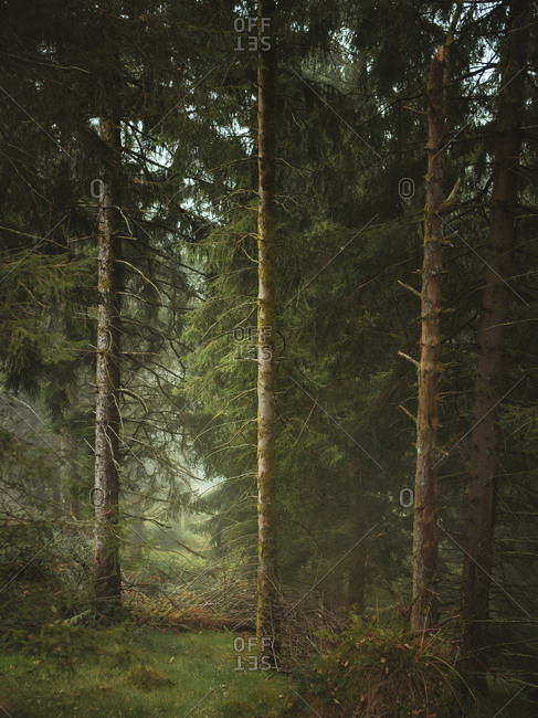 Pine tree forest on a foggy day