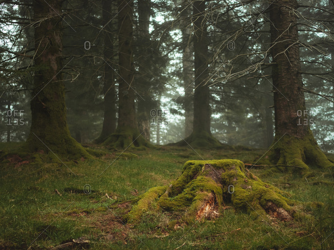 Cut tree covered in moss in a foggy forest