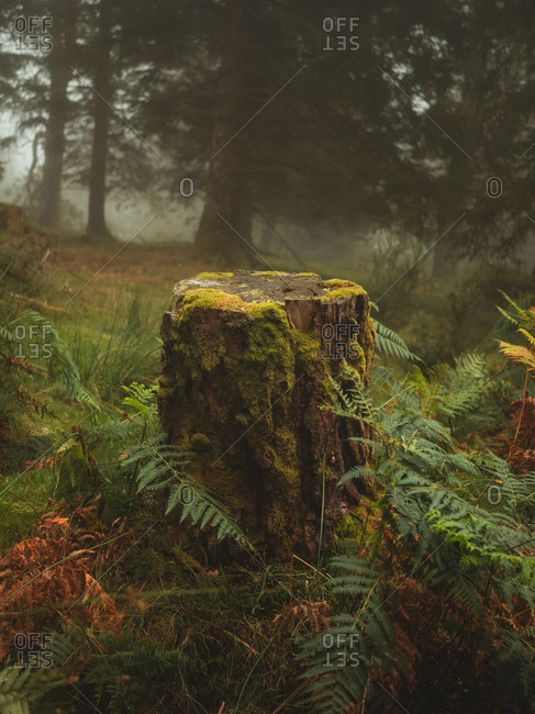 Cut tree covered in moss surrounded with fern in a foggy forest