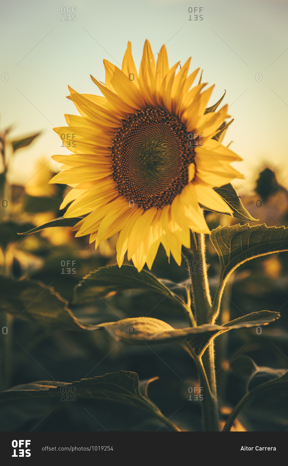 Close-up of a sunflowers during sunset