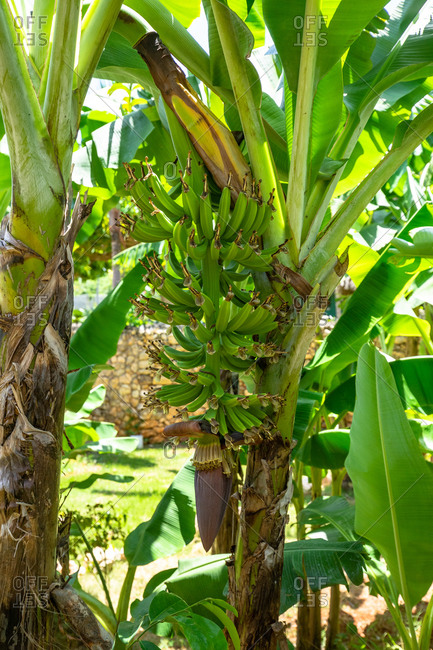 Caribbean, Greater Antilles, Dominican Republic, Samana, Las Galeras, plantain perennial in the eco-lodge Chalet Tropical
