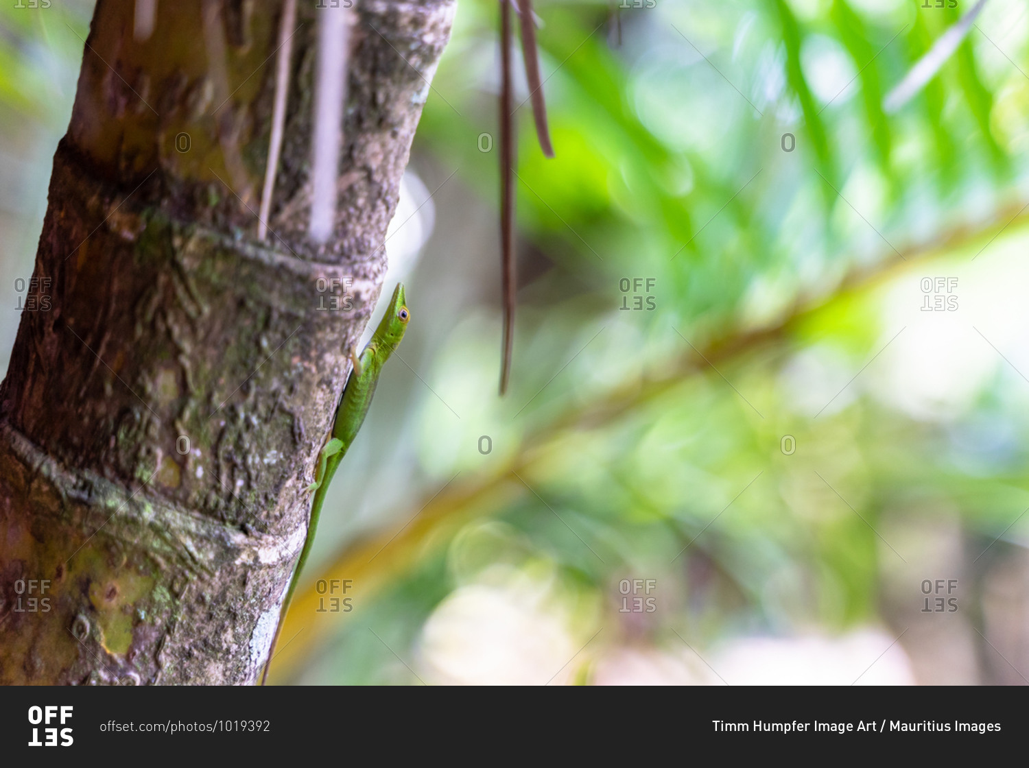 America, Caribbean, Greater Antilles, Dominican Republic, Samana, Las Terrenas, lizard on a tree trunk