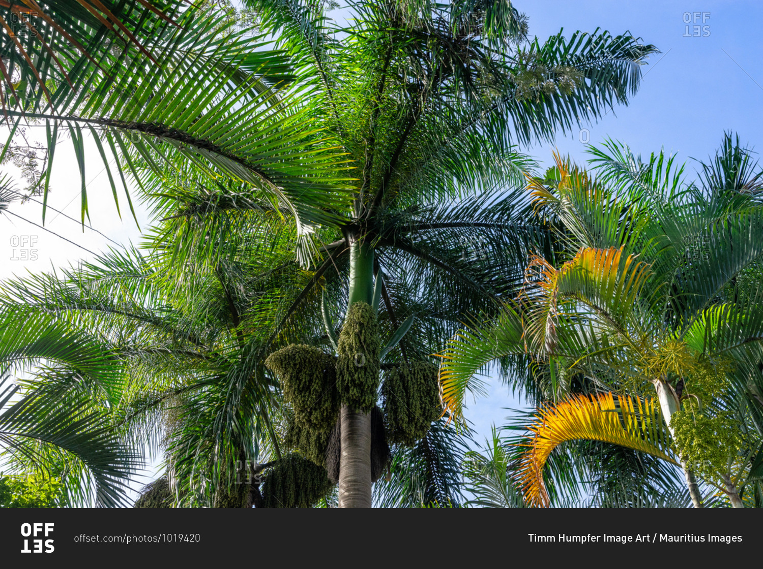 America, Caribbean, Greater Antilles, Dominican Republic, Jarabacoa, Los Calabazos, Sonido del Yaque Eco Lodge, palm trees against a blue sky